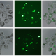 Fluorescent proteins, shown in green, indicating the presence of monkey cells.